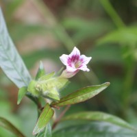 Strobilanthes glaucescens Nees